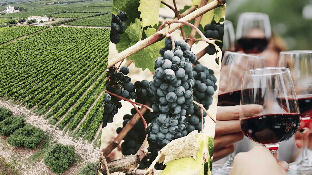 BARCELONA AND COSTA BRAVA ITINERARIES &ndash; MARINA PORT VELL &ndash; WINE &ndash; PENED&Eacute;S - VINEYARDS