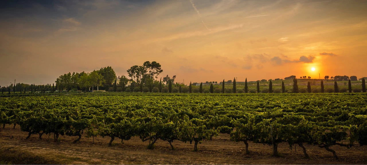 Vi&ntilde;edos de Familia Torres en el Pened&egrave;s