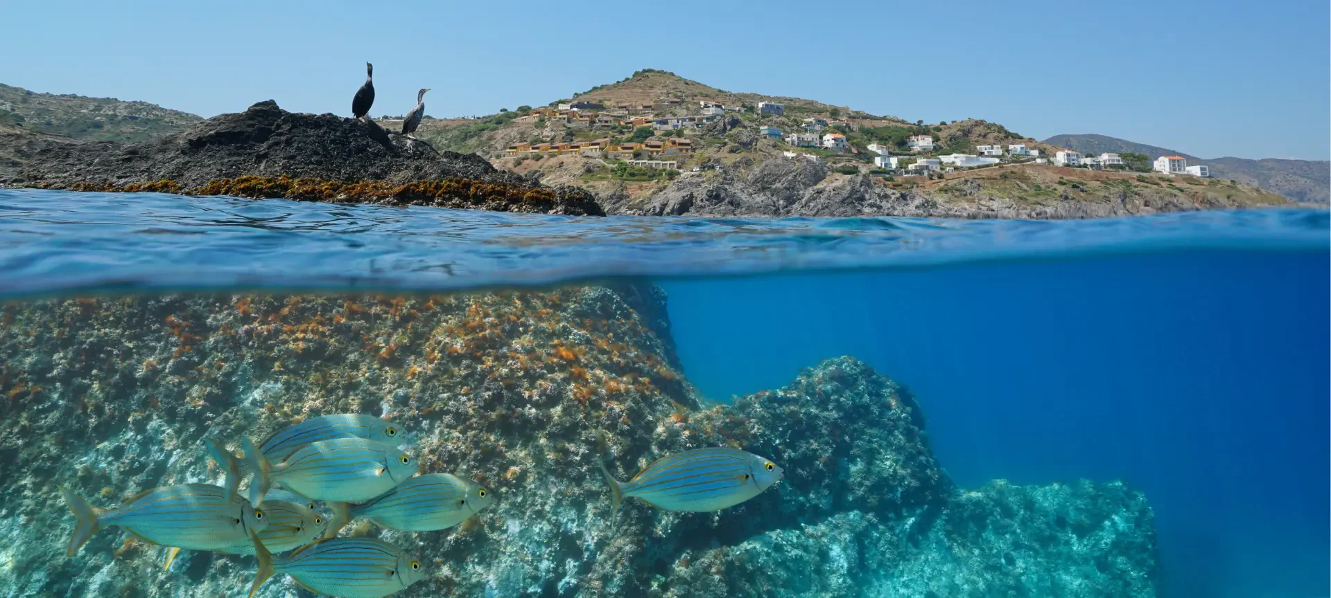 Vista dividida bajo y sobre el agua de una costa rocosa con cormoranes, casas costeras y peces nadando sobre un arrecife de coral.