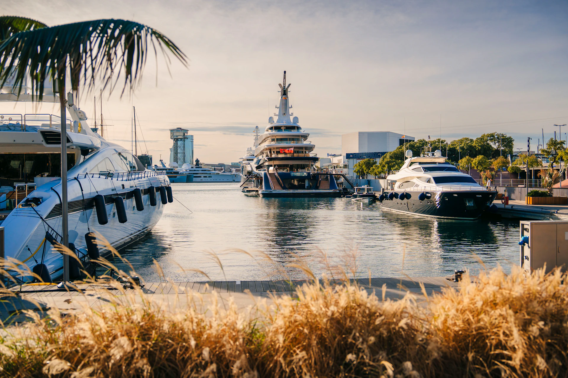 Multiple superyachts moored at a waterfront marina with palm trees and coastal vegetation in foreground.
