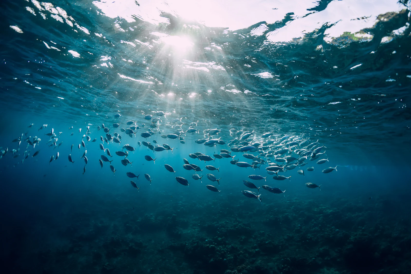 School of fish swimming underwater with sunlight filtering through the surface.